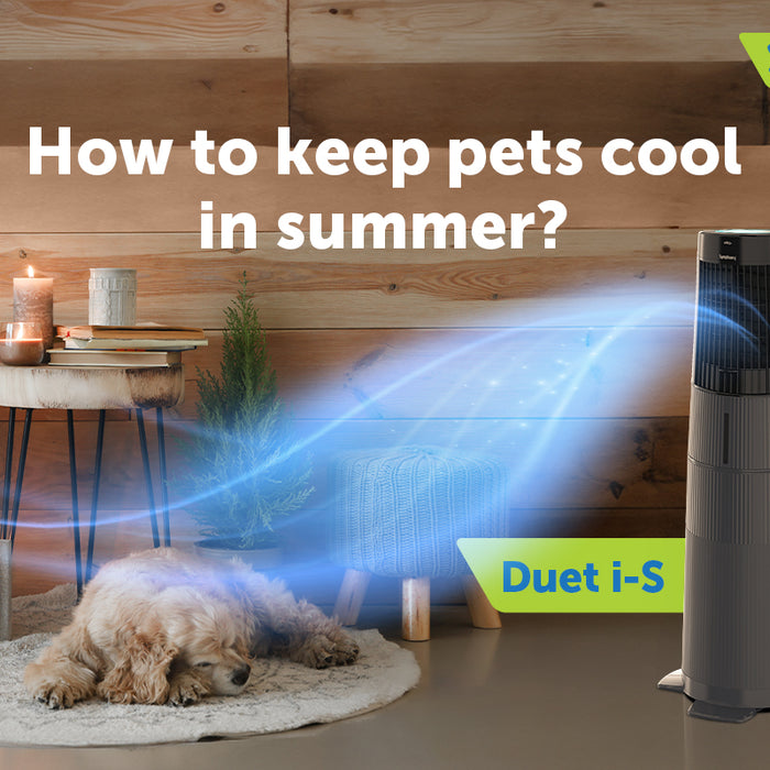 How to Keep Pets Cool in Summer?